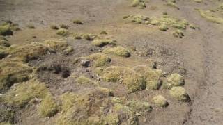 PET proyecto especial tacna - DEJANDO BOFEDALES DESERTIFICADOS.