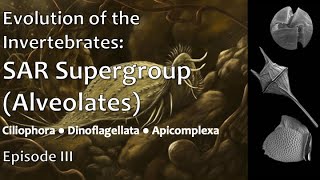 Evolution of the Invertebrates, Ep. 3: Alveolates (SAR Supergroup, cont'd)