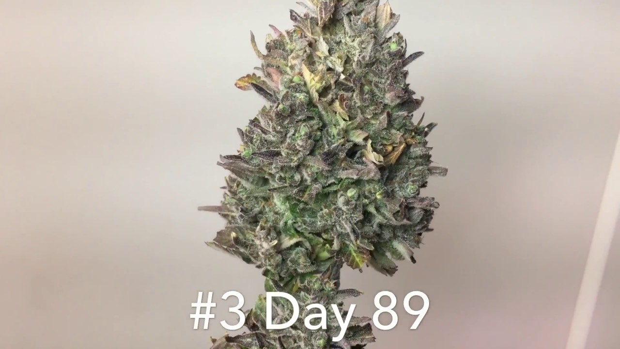 Jock Horror Auto HARVEST TIME.