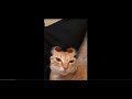 Śmieszne Koty 2019 Padniesz Ze Śmiechu Funny Cats Best of The Best #1