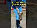 【パンチくん🐵】パンチがいつも、真っ先に飛び込む場所。 🐒💛 #感動 #monkey