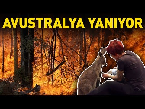 Avustralya yangınlarında 480 milyon hayvan telef oldu