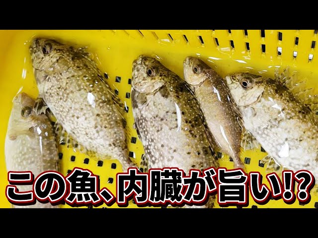 A fish with a strong smell!?] Here's how to eat the innards of XX