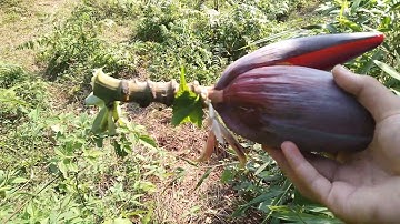 lên rừng đi hái hoa chuối về để chế biến món ăn ngon