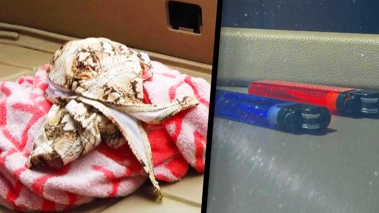 Soda Cans and Hot Cars Don't Mix YouTube