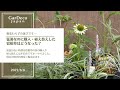 猛暑なのに購入・植え替えをした宿根草はどうなった？