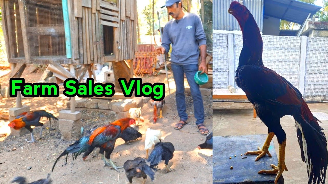 தூய பெருவிடை கோழிகள் அனைத்தும் விற்பனைக்கு|SOLD OUT|Thank you all