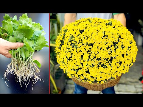 How to propagate chrysanthemums very simple from young tops   you should do
