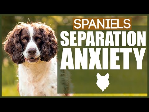 Video: Làm Thế Nào để Chăm Sóc Cho Spaniel Của Bạn Tại Nhà