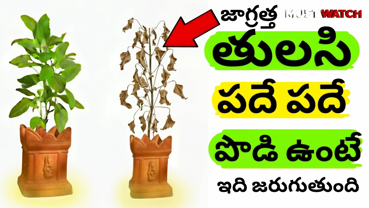 తులసి మొక్క ఎందుకు ఎండిపోతోంది? ఇంటికి ఉత్తమమైన తులసి మొక్క Best Tulsi Plant for Home #tulsi #తెలుగు