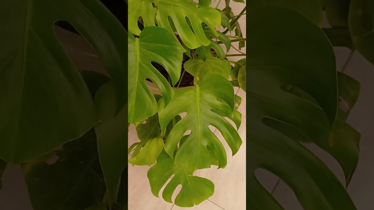 LINDA FOLIAGEM COSTELA DE ADÁO