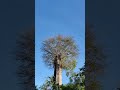 Wonders of nature – a tree overgrowth on top of an old mill brick ruin. #wondersofnature #ruins