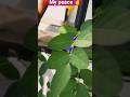 Real peace to see nature 🌿 #shortfeed #shorts #youtubeshorts #gardening #balcony