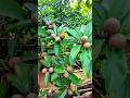 আমাদের বাগানের সবেদা গাছ #chiku #chikuplant #shots