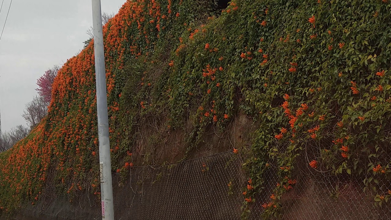 台灣最長炮仗花廊道 全長0公尺 位於苗栗縣銅鑼鄉新興路 花季盛開為1月下旬 2月下旬 Youtube