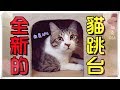 【魚乾】又有新跳台了！質感上升，貓咪買單嗎？(Feat. 胡子)