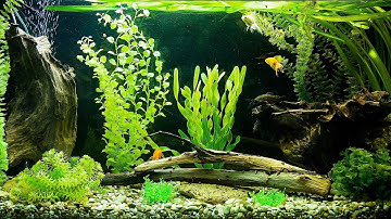 Why Is Your Filter Not Pumping Water? | Aquarium Care