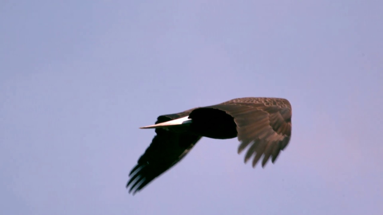 slow motion soaring bald eagle closeup wjidsx3lb D 1 camera iphone 8 plus apk
