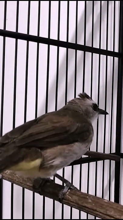 suara burung ngerik  #burung #burungkicaudialamliar