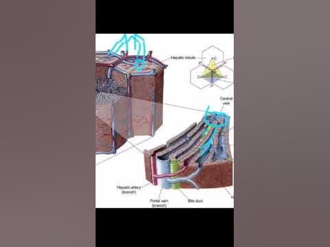 Печеночная долька #медицина #анатомия #студенты #мед - YouTube