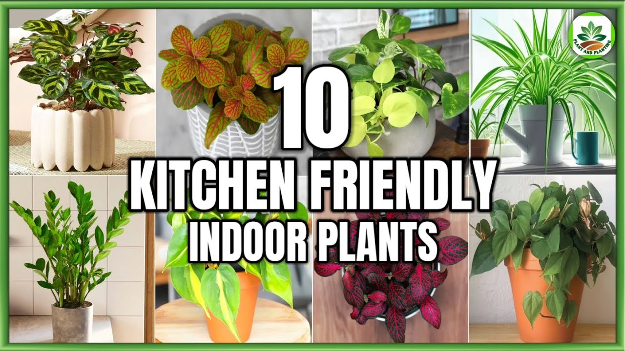 Top 10 Kitchen Friendly Indoor Plants | Best Kitchen Plants to grow | Plant  and Planting