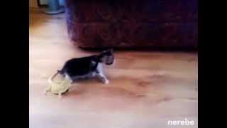 Kediler De Korkar Uçan Adam Sabri Versiyonu