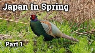 Birding in Japan, part 1 Birding in Japan, part 1