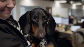 How can RPA lead to healthier animals and happier owners