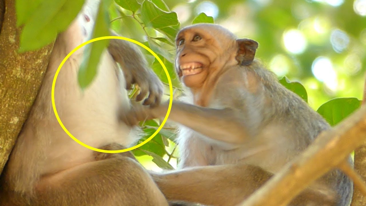 Disappointed ! JINX Crying Seizure When Hard To Steal Due JADE Right Decide.