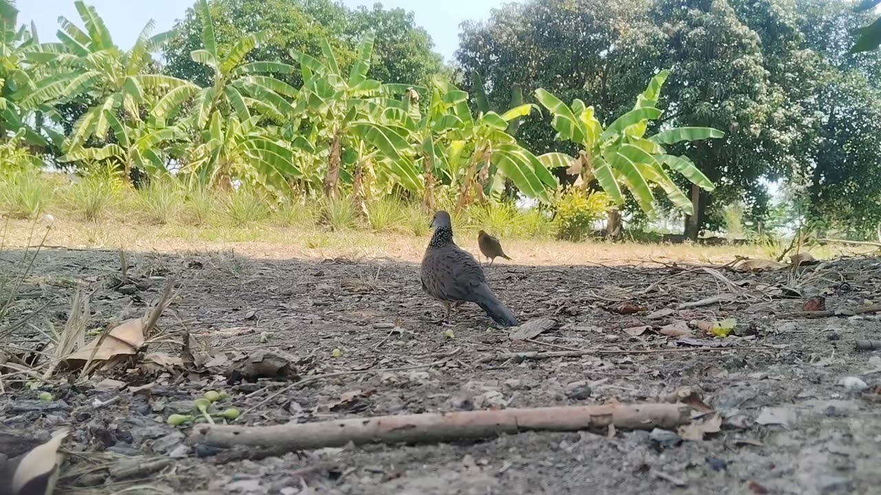 นกป่าโคตรเหนียว.แต่ก็พอยังได้แต้มครับ