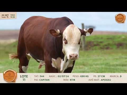 LOTE 11 | 544 | BRAFORD FIRMADO 2026