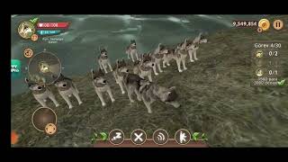 Yavru Pitbull Escobar Ormanda Kurt Saldırısına Uğruyor