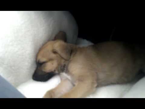 Marley - German Shepherd/Bullmastiff puppy - YouTube Marley - German Shepherd/Bullmastiff puppy - YouTube