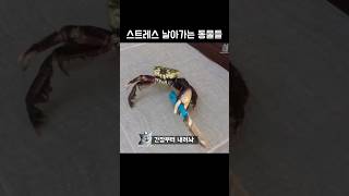 스트레스 날아가는 동물들