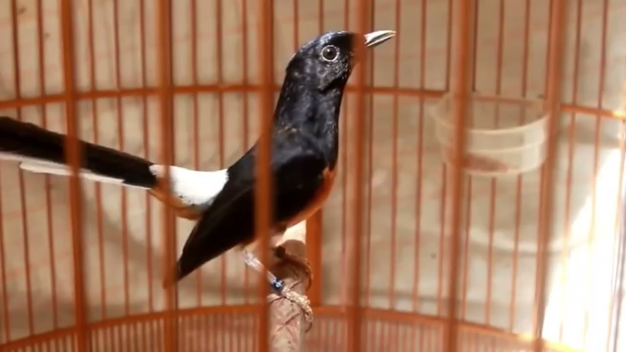 Chòe lửa hót|chòe lửa luyện giọng, kích bổi hót đấu căng lửa Chòe lửa hót sáng  Nghe Là Hót 