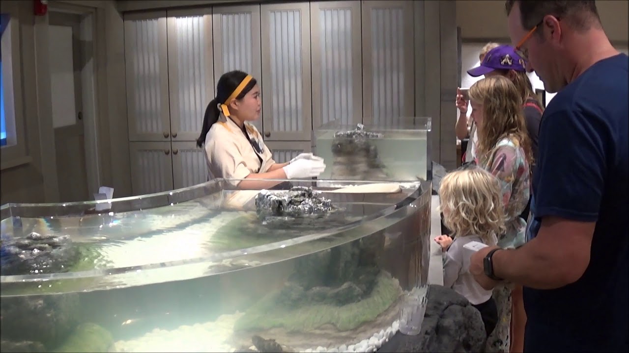 Diving For Pearls At Japan Pavilion Epcot Walt Disney World YouTube