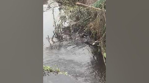 Flood Mitigation 2024 Clearing (or Dredging) of Opa Aro river ways - V0044