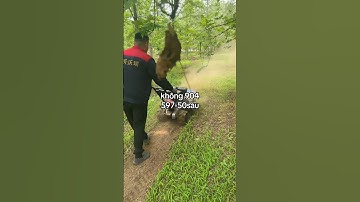 Máy cắt cỏ trục băm TBCN1, động cơ xăng 7Hp, trục cắt nâng hạ 5-15cm. #maycatco #maynongnghiep