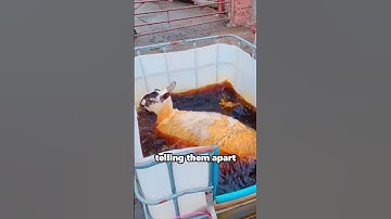 😳 The Real Reason Sheep Are So Colorful!