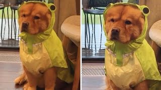 chow chow raincoat