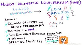 What is the Hardy-Weinberg Equilibrium?