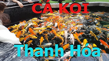 cà phê Cá Koi Đẹp Độc Lạ Nhất ở Thanh Hóa