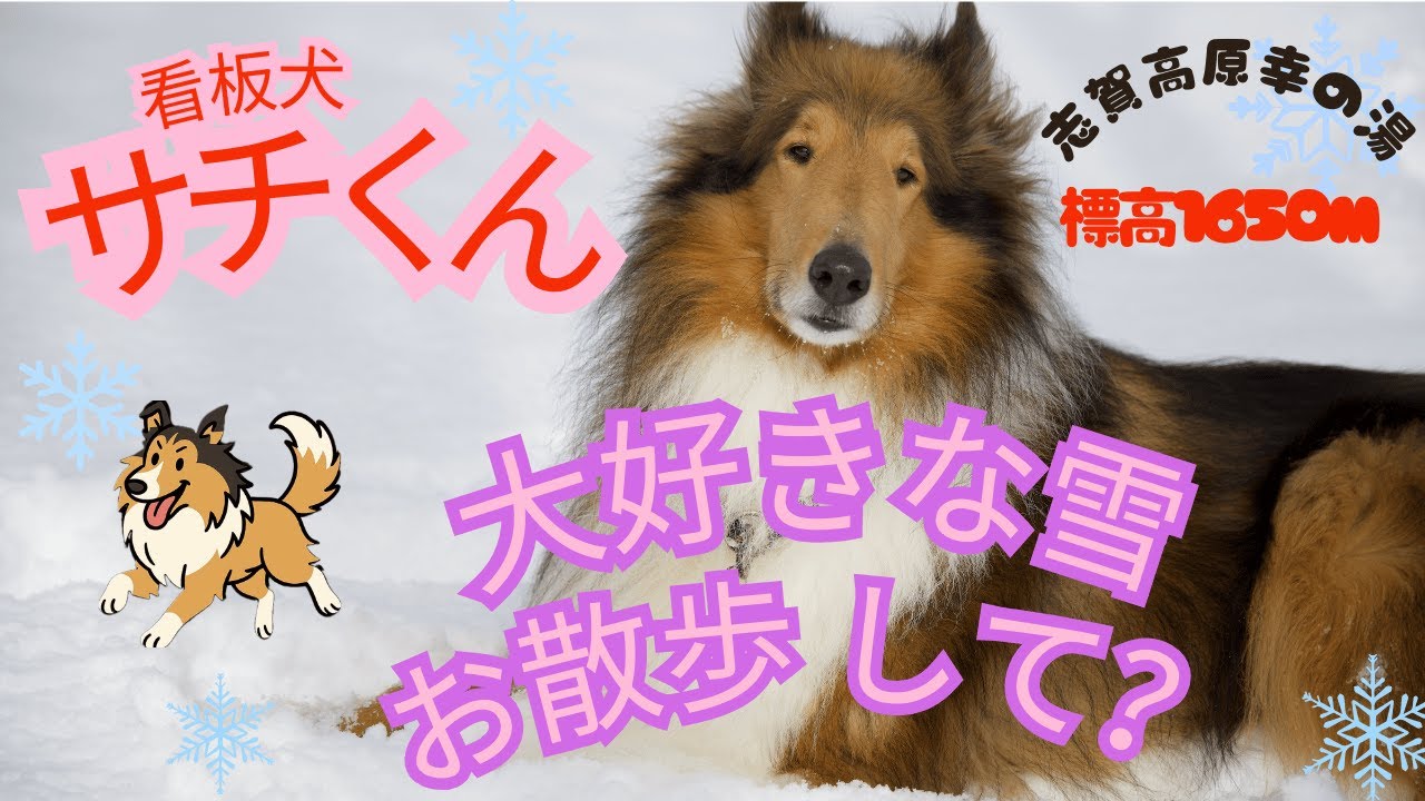 志賀高原 幸の湯ホテルの看板犬 サチくん紹介 - YouTube
