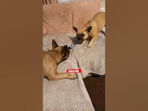 dogs-tug-of-war-dog-battle-dogs-fight-video-shorts-dog-short