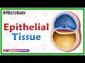 Exploring The Diverse Functions And Characteristics Of Epithelial Tissues