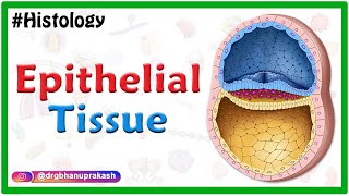 Epithelial tissue : Squamous, cuboidal, columnar, Simple, stratified, pseudostratified, transitional