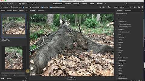 How to Rate Images in Adobe Bridge  for Final Portfolio