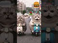 Himbrgr is geting les and les with ai cats