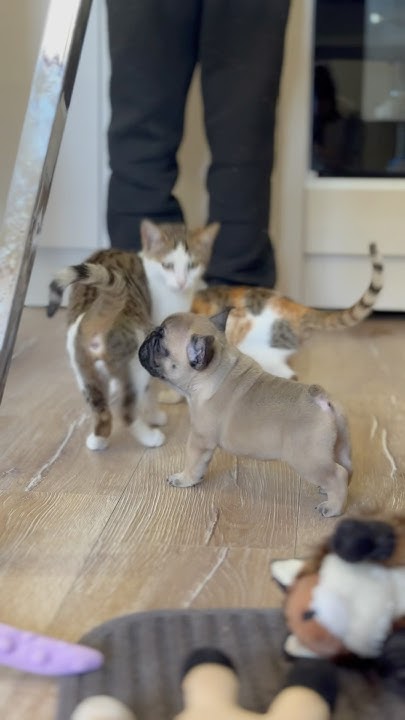 Этот смешной щенок доступен ️ #смешное#щенкифранцузскогобульдога# ...