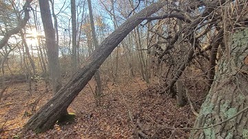 Testing the Trifield Meter On A Suspected Sasquatch Structure